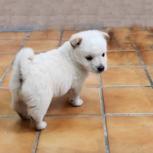 똘방이 ,아빠개 6…