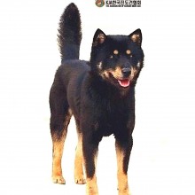 63CH 유색견챔피…